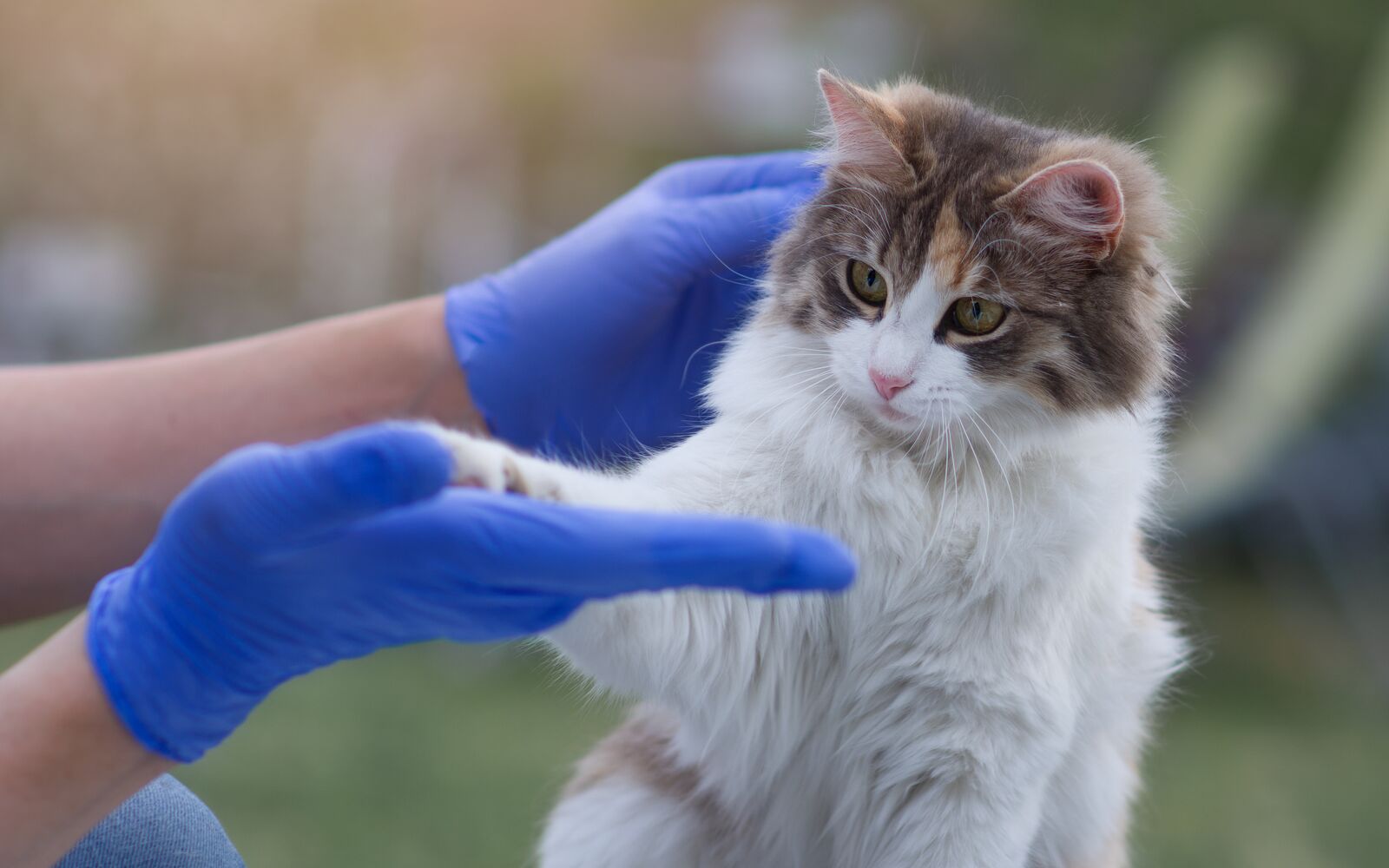 The veterinarian friendly holds the cat's paw in the river outdoors. The concept of a veterinary clinic. Doctor services for animals, treatment of pets.